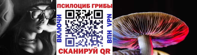 сколько стоит  Северобайкальск  Псилоцибиновые грибы Psilocybine cubensis 